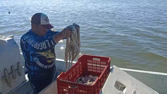 Desde las 4:00 horas, pescadores de todo el estado zarparon para conseguir el preciado molusco Desde las 4:00 horas, pescadores de todo el estado zarparon para conseguir el preciado molusco