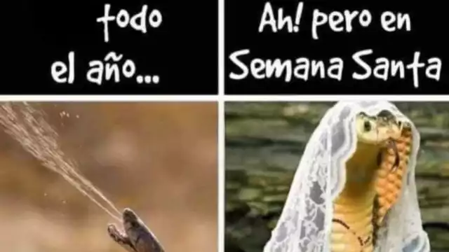 Usuarios comparten memes de Semana Santa 2025 en redes sociales