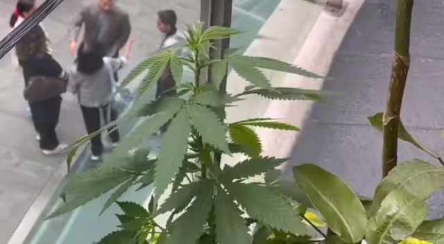 La planta se marihuana fue descubierta en una de las jardineras del Senado en la CDMX