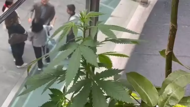 La planta se marihuana fue descubierta en una de las jardineras del Senado en la CDMX