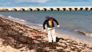 Sargazo en Yucatán: hallan arsénico en algas frescas