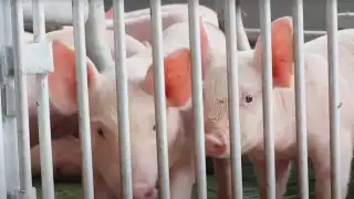 En la Entidad operan 257 fincas de producción de cerdo y 185 de aves y están asentadas cerca de donde se ubican los cenotes