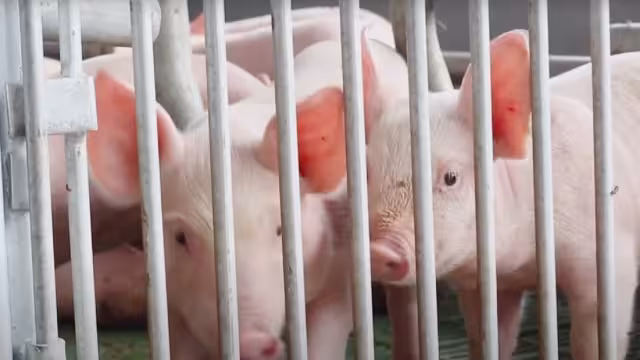 En la Entidad operan 257 fincas de producción de cerdo y 185 de aves y están asentadas cerca de donde se ubican los cenotes