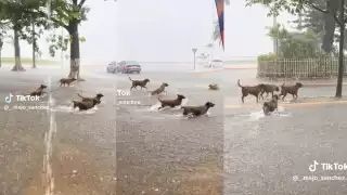 ¡Como niños! Perritos callejeros disfrutan la lluvia en Campeche y se vuelven virales