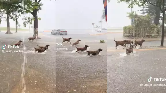 Cuatro perritos callejeros fueron grabados jugando alegremente bajo la lluvia en Campeche. Cuatro perritos callejeros fueron grabados jugando alegremente bajo la lluvia en Campeche.
