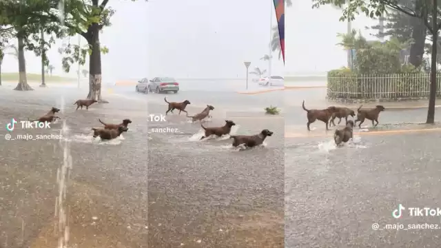 Cuatro perritos callejeros fueron grabados jugando alegremente bajo la lluvia en Campeche.