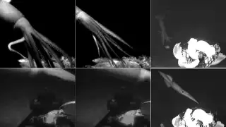 Captan a calamar gigante que inspiró la leyenda de 'El Kraken': VIDEO