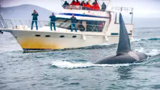 Orcas hunden velero en el Estrecho de Gibraltar