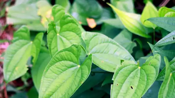 Se detectó casos de biopiratería en Campeche