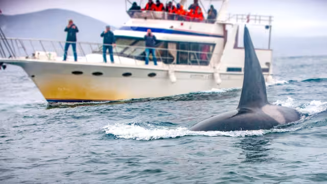 Orcas hunden velero en el Estrecho de Gibraltar