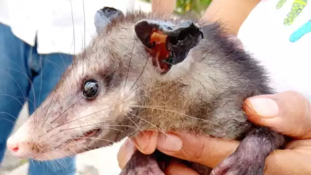 Las zarigüeyas son liberadas en la reserva ecológica Cuxtal, cuando ya están grandes