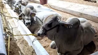 Alrededor de 30 mil cabezas de ganado están inmovilizadas en Q. Roo por cierre de fronteras
