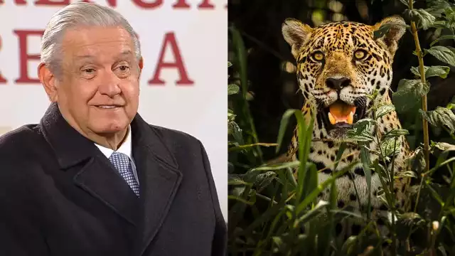 La creación del 'Parque del Jaguar' en Tulum, que medirá más de mil hectáreas y la ampliación de la Reserva Ecológica de Calakmul, en Campeche