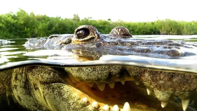 Laguna Uxuxubi: El santuario de los cocodrilos mereletti