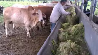 Sequía, el mayor problema que enfrenta el sector ganadero de Campeche en esta temporada