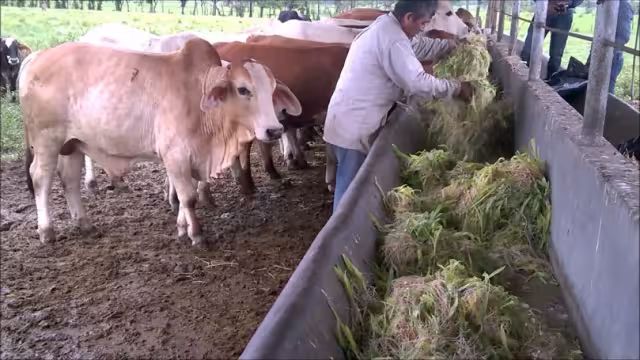 Sequía, el mayor problema que enfrenta el sector ganadero de Campeche en esta temporada