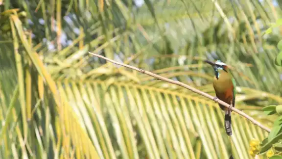 Hombres del campo comentan que la exótica ave es amenazada por la caza furtiva Hombres del campo comentan que la exótica ave es amenazada por la caza furtiva
