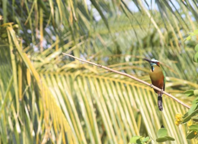 Hombres del campo comentan que la exótica ave es amenazada por la caza furtiva