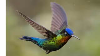 Los colibrís y su misticismo