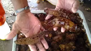 Los pescadores de Campeche son los menos beneficiados de la captura del pepino de mar