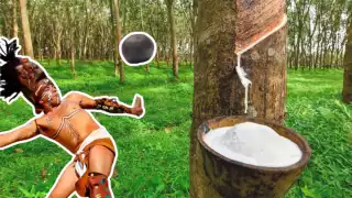 Castilla elástica: El árbol de hule en Campeche que da vida a la sagrada pelota maya