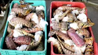 Los recientes huracanes y frentes fríos han ocasionado buena pesca de la especie, por lo que hay una sobreoferta