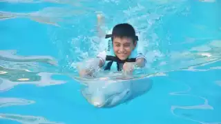 Los delfines que se encuentran en parques de Quintana Roo regresarán a su hábitat