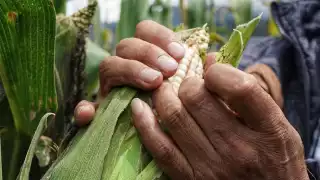 Se cumple el compromiso del Gobierno de México de comprar un millón de toneladas a pequeños
productores del estado