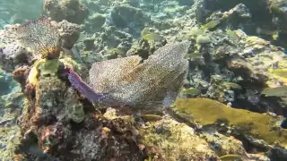 Activista ambiental señala que el INAH no reconoce la presencia de arrecifes en la costa de Playa del Carmen