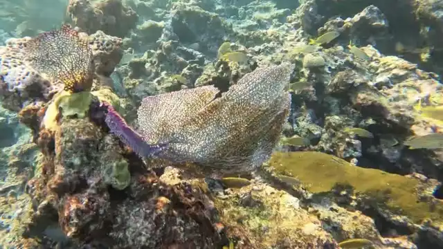 El arrecife Francisco I. Madero conforma diversas especies como corales duros y blandos.