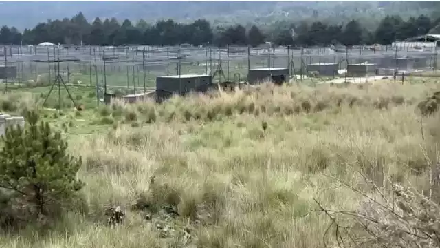 En el lugar los felinos han sido maltratados. Foto: Especial