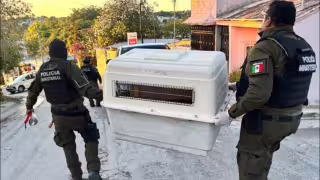 Fiscalía de Campeche rebasada por denuncias de maltrato animal