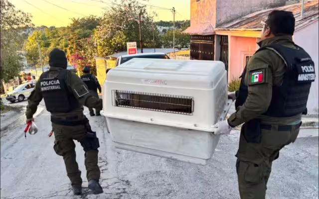 Protección animal en crisis: Fiscalía admite falta de recursos