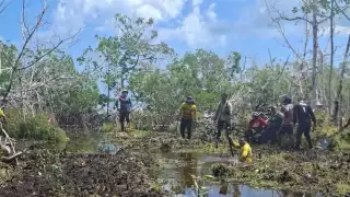  Restauran 30 hectáreas de manglar seriamente afectadas en la Reserva Federal de la Biósfera Ría Lagartos