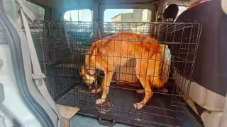 ¡Justicia para Rex! Rescatan a perrito desnutrido y encadenado en Ciudad del Carmen
