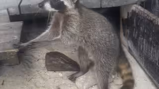 Mapache pigmeo de Cozumel en peligro; registran cada vez menos ejemplares