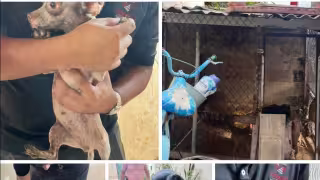 Rescatan 19 animales en criadero ilegal de Campeche
