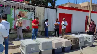 Rescatan a ocho perros abandonados en un domicilio de Cancún