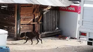 La mayoría de las denuncias se presentaron en Lerma