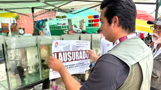 Enfrentan reto por el “tráfico  hormiga” de especies exóticas en Cancún