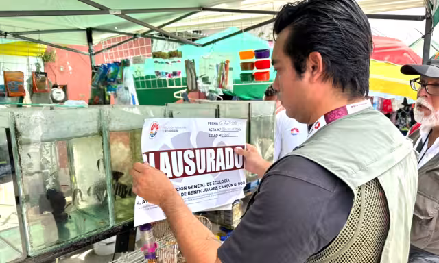 Un cocodrilito fue asegurado en el tianguis de la 100 en Cancún