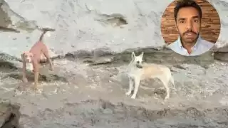 Eugenio Derbez pide rescatar a perritos en Socavón de Puebla