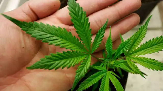 El legislador indicó que el PRI votará a favor de su uso lúdico Foto: Reuters