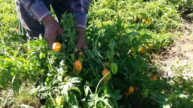 Los productores afirmaron que, para mantener los envíos, depende de cómo afecte la nueva cepa del coronavirus a los mercados internacionales