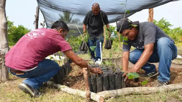 Campesinos de Campeche buscan ser autosuficientes al finalizar el programa 'Sembrando Vida' del Gobierno de México