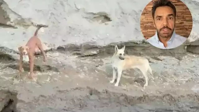Eugenio Derbez pide rescatar a perritos en Socavón de Puebla
