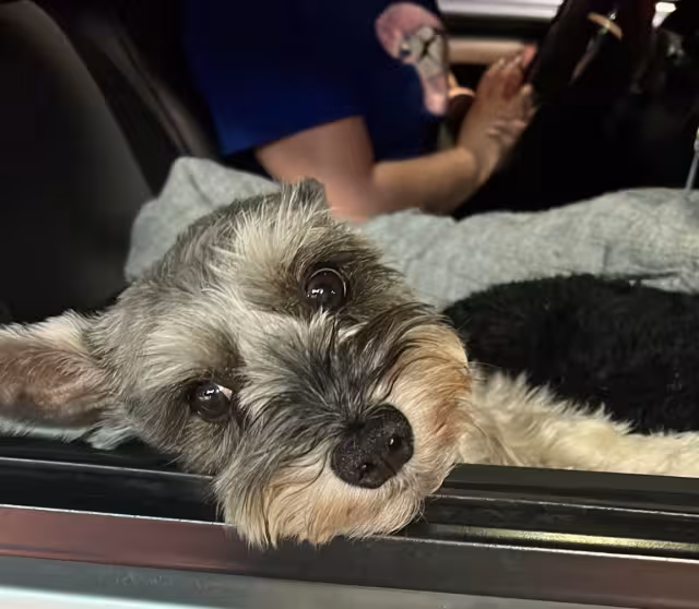 Perrito acompaña a su dueña al trabajo como conductora de UBER