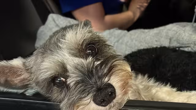 Perrito acompaña a su dueña al trabajo como conductora de UBER