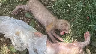 Hallan crías de gato dentro de contenedor de basura en Chetumal