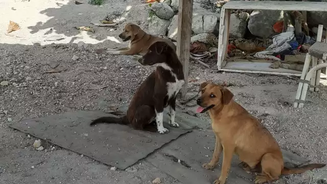 Rescatan a 13 perros abandonados en la Zona Industrial de Cozumel